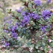 Ceanothus - Photo (c) Amy Wolfrum, all rights reserved, uploaded by Amy Wolfrum