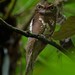 Frogmouths - Photo (c) Chien Lee, all rights reserved, uploaded by Chien Lee