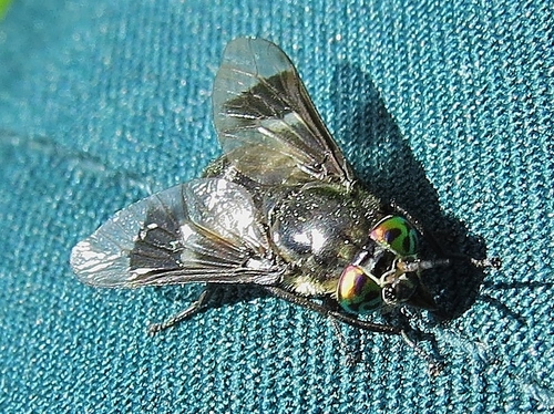 Chrysops carbonarius