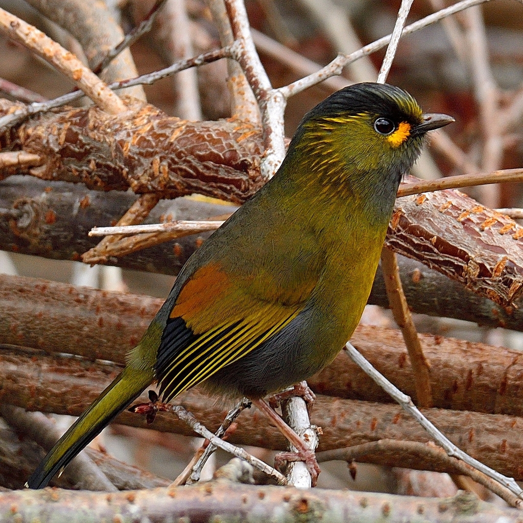 Taiwan Liocichla (Liocichla steerii) photo
