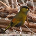 Steere's Liocichla - Photo (c) jalun wu, all rights reserved, uploaded by jalun wu