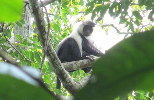 Angola Colobus