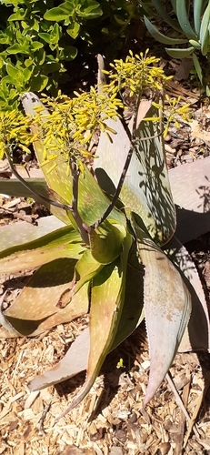 yellow spineless aloe (Aloe reynoldsii)