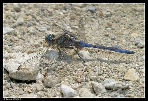 Epaulet Skimmer