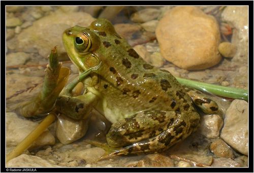Sahara Frog