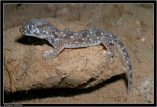 Northern Elegant Gecko