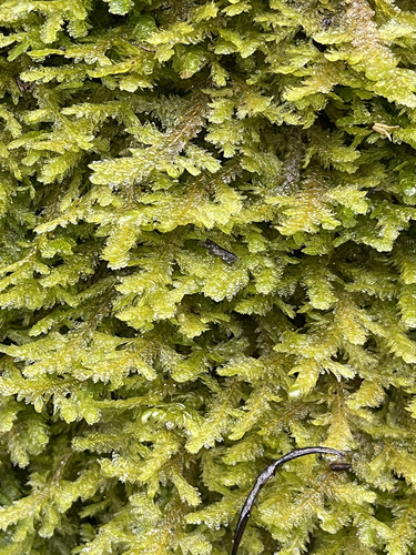 Exsertotheca crispa (Hedw.) S.Olsson, Enroth & D.Quandt