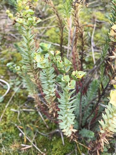 Sea Spurge