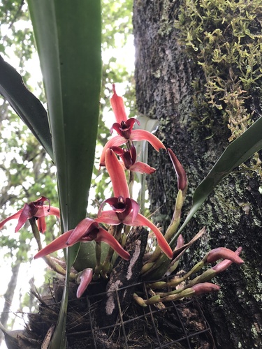Maxillaria nigrescens