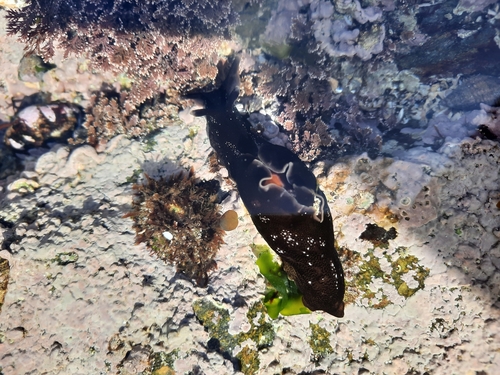 Spotted Seahare