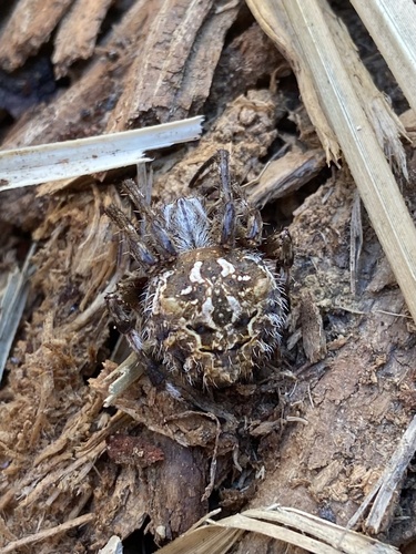 Broun's marbled orb-weaver