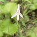 Lobelia pubescens - Photo (c) Bianca Pipe, todos los derechos reservados