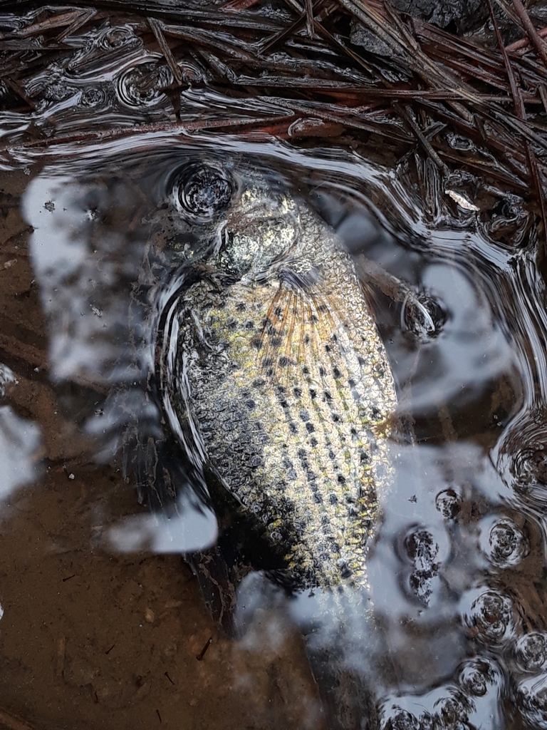 Flier from Harleyville, SC 29448, USA on March 14, 2021 at 0253 PM by