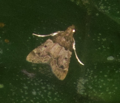 Tropical Meal Moth