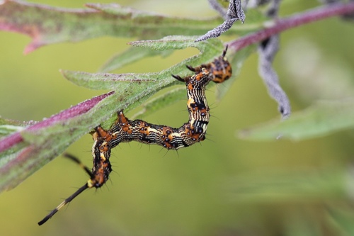Pale-edged Selenisa