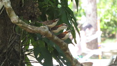 Campylorhynchus rufinucha image