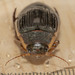 Understriped Diving Beetle - Photo (c) Owen Ridgen, all rights reserved, uploaded by Owen Ridgen