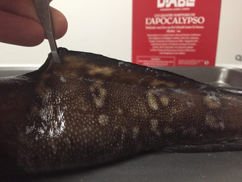 Newfoundland Eelpout