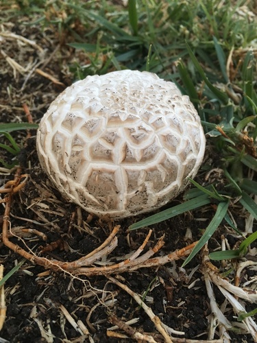 Western Giant Puffball
