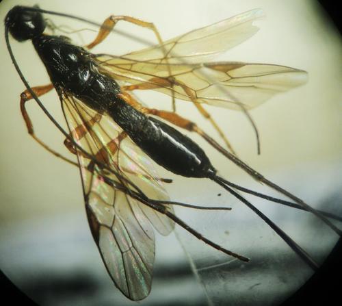 Doryctes fulviceps