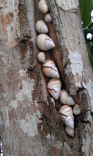Banded Tree Snail
