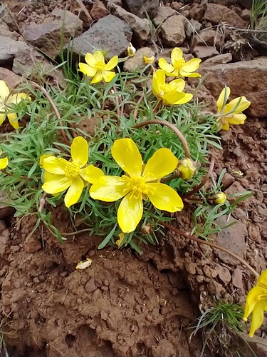 obscure buttercup (Ranunculus triternatus)