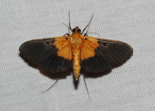 Filidos Insects Filodes fulvibasalis · iNaturalist