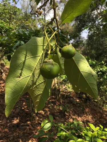 blue potato tree