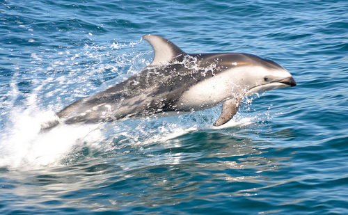 Pacific White-sided Dolphin