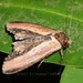 Stictoptera cucullioides - Photo (c) Roger C. Kendrick, todos los derechos reservados, subido por Roger C. Kendrick