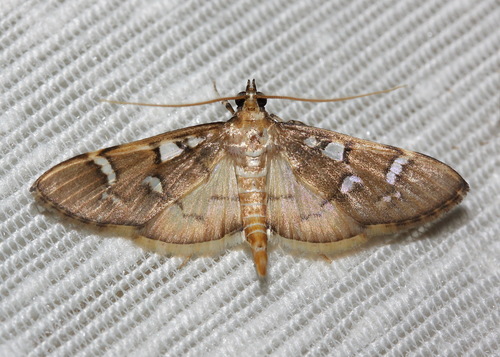 Cotachena histricalis (Walker, 1859)