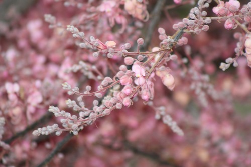 Cassia grandis - Whole tree