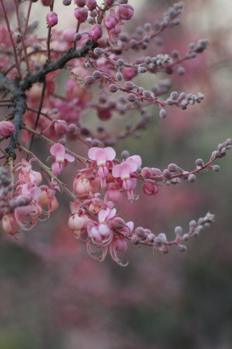 Cassia grandis - Whole tree
