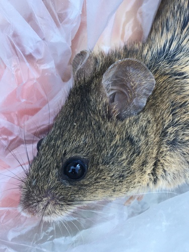 Algerian Mouse