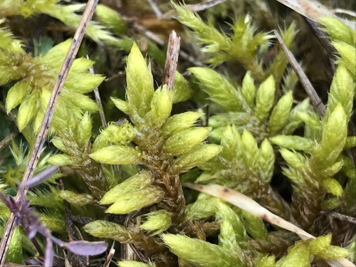 Rhytidiaceae