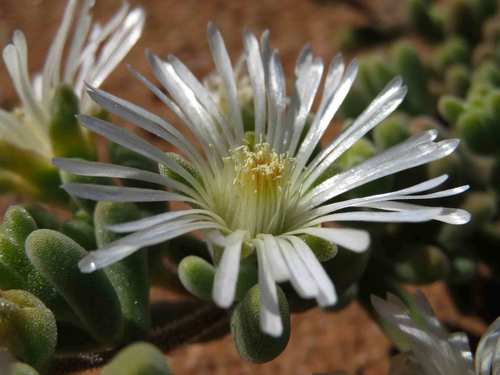 White Dewfig (Drosanthemum albens)