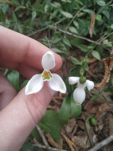 Green Snowdrop