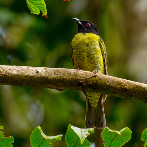 Black-headed Berryeater