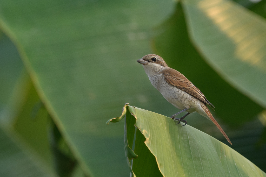 Red-backed Shrike from Long Valley, Sheung Shui, Hong Kong on September ...