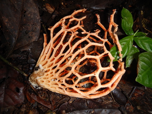 Clathrus natalensis