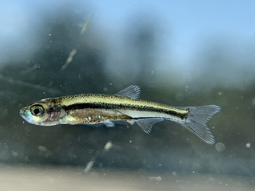 Golden Shiner