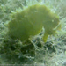Observation photo
