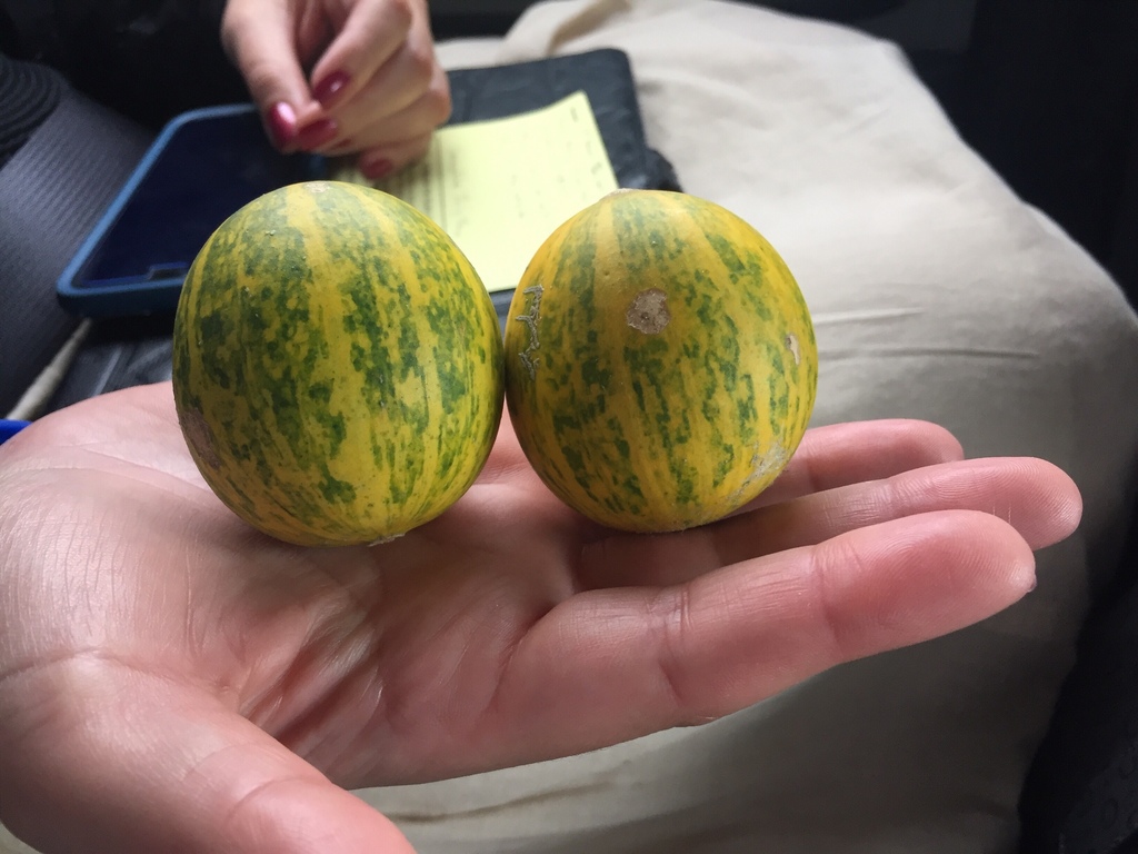 Buffalo Gourd from County Road 336, Dublin, TX, US on November 3, 2017 ...