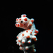 Observation photo