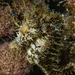 Observation photo