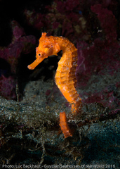 Hippocampus ingens