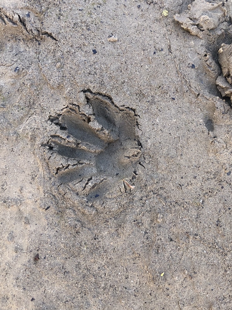 Common Raccoon from Sanger, TX, US on March 15, 2021 at 10:45 AM by ...