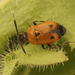 Deraeocoris punctum - Photo (c) Henk Wallays, all rights reserved, uploaded by Henk Wallays