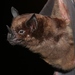 Spear-nosed Bats - Photo (c) Ronald Bravo, all rights reserved, uploaded by Ronald Bravo