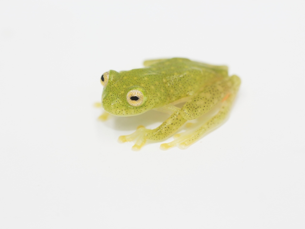 Guacharaquita Glass Frog (Hyalinobatrachium pallidum)